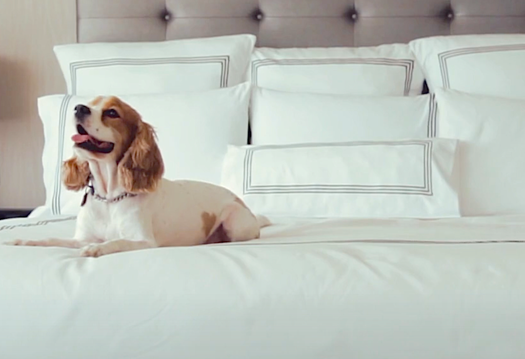 pet friendly hotel in vancouver